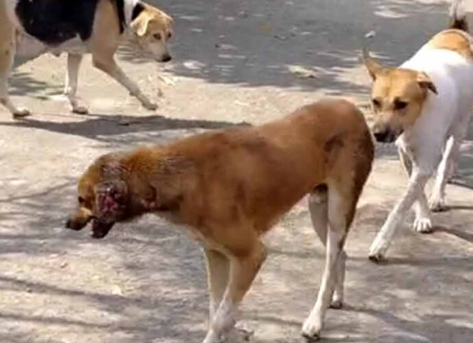 তেলেঙ্গানায় ‘কুকুর নিধন যজ্ঞ’: ২ সপ্তাহে মৃত ৯০০, কাঠগড়ায় পঞ্চায়েত প্রধান