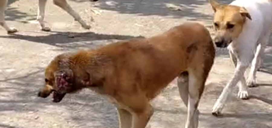 তেলেঙ্গানায় ‘কুকুর নিধন যজ্ঞ’: ২ সপ্তাহে মৃত ৯০০, কাঠগড়ায় পঞ্চায়েত প্রধান