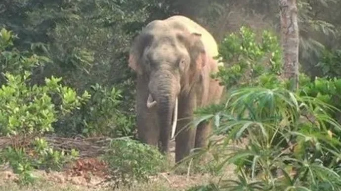 বিষ্ণুপুরের হিংজুড়িতে হাতির পালের তাণ্ডব: ৫০ বিঘা জমির ফসল নষ্ট, ক্ষতিপূরণের দাবিতে সরব কৃষকরা