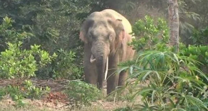বিষ্ণুপুরের হিংজুড়িতে হাতির পালের তাণ্ডব: ৫০ বিঘা জমির ফসল নষ্ট, ক্ষতিপূরণের দাবিতে সরব কৃষকরা