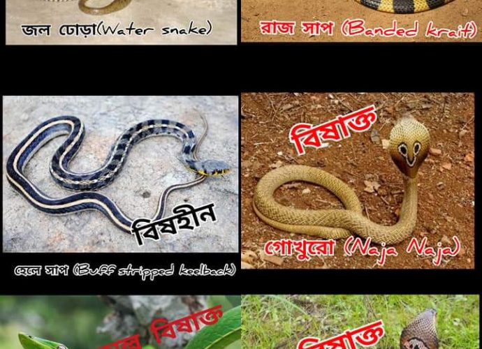 সাপ দেখলেই মারতে উদ্যত হবেননা তা সে বিষাক্ত হোক বা বিষহীন, তাড়িয়ে দিন
