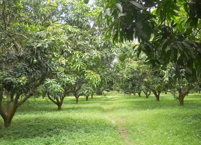 দক্ষতার অভিশাপ