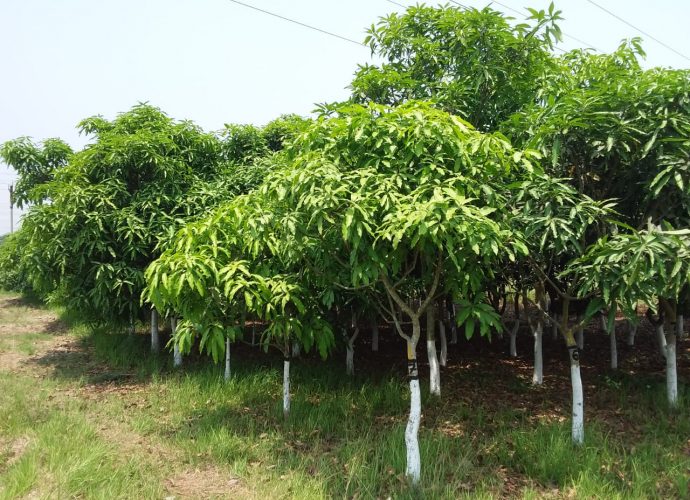 ভাতা-ভর্তুকি খেয়ে খেয়ে এতটাই পরনির্ভরশীল হয়ে গেছে আমাদের দেশের মানুষ যে তাস, ক্যারাম খেলে দিন কাটিয়ে দেবে তবুও কাজ কিন্তু করবে না, সব্জির দাম, সরিষার তেলের দাম বাড়ছে বলে অনেকেই চিৎকার করছে কিন্তু নিজের জমি থাকার পরও চাষ করার উদ্যোগ কেউ নিচ্ছে না তাহলে দাম বাড়বে না তো কি কমবে?