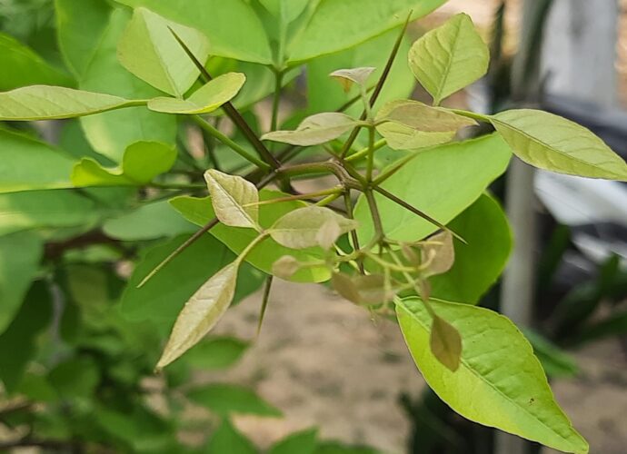 টবের কলাগাছ/বেলগাছ কেন দুর্গাপূজার মণ্ডপ সাজানোয় ব্যবহার হবে না? পুজোর পর ফুল-মালা দিয়ে পুজো কমিটিই তৈরি করুক কম্পোস্ট কুয়ো