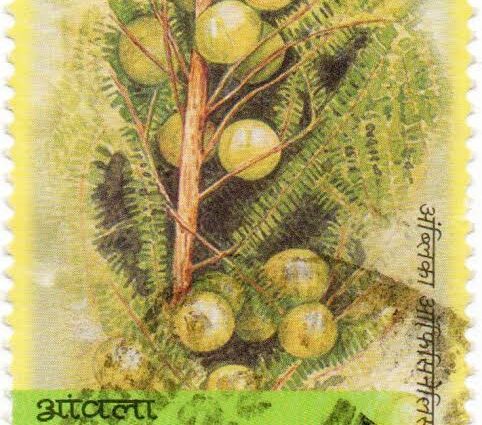 আমলকী ব্রত এবং আমলকী একাদশী