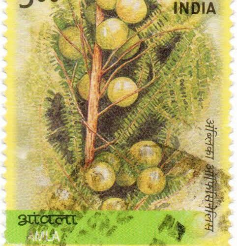 আমলকী ব্রত এবং আমলকী একাদশী