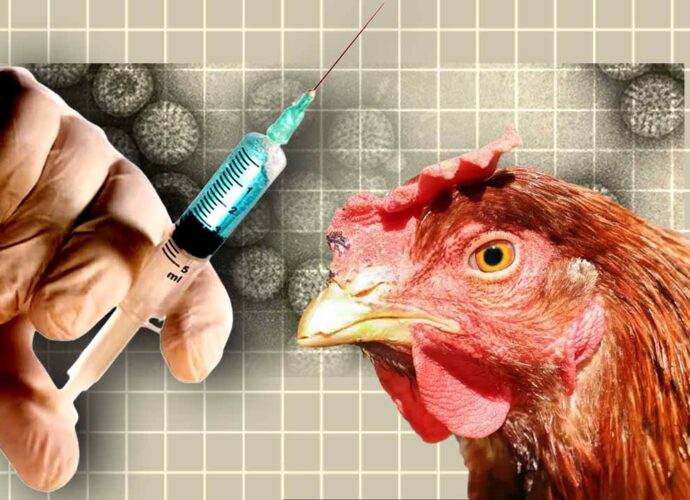 বার্ড ফ্লুর ভয়াবহতা রুখতে নতুন এমআরএনএ টিকার ট্রায়াল শুরু মডার্নার, উদ্বেগ বাড়ছে মানুষের সংক্রমণ নিয়ে