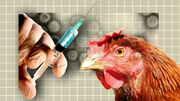 বার্ড ফ্লুর ভয়াবহতা রুখতে নতুন এমআরএনএ টিকার ট্রায়াল শুরু মডার্নার, উদ্বেগ বাড়ছে মানুষের সংক্রমণ নিয়ে