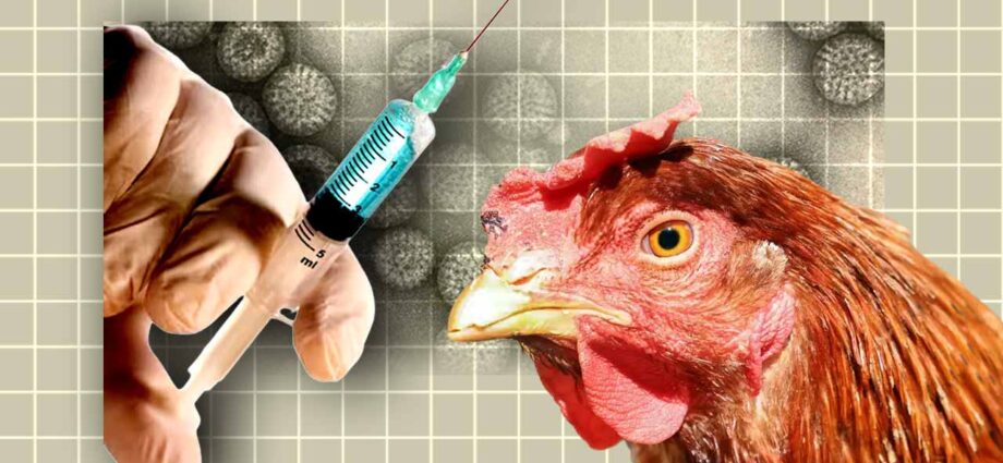 বার্ড ফ্লুর ভয়াবহতা রুখতে নতুন এমআরএনএ টিকার ট্রায়াল শুরু মডার্নার, উদ্বেগ বাড়ছে মানুষের সংক্রমণ নিয়ে