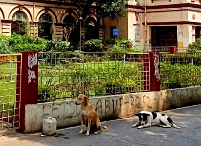 ফ্ল্যাটে বন্দি এক ডজন কুকুর, কামড়ানোর আতঙ্কে জেরবার যাদবপুর ক্যাম্পাস: কর্তৃপক্ষের দ্বারস্থ শিক্ষক-কর্মীরা