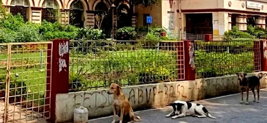 ফ্ল্যাটে বন্দি এক ডজন কুকুর, কামড়ানোর আতঙ্কে জেরবার যাদবপুর ক্যাম্পাস: কর্তৃপক্ষের দ্বারস্থ শিক্ষক-কর্মীরা